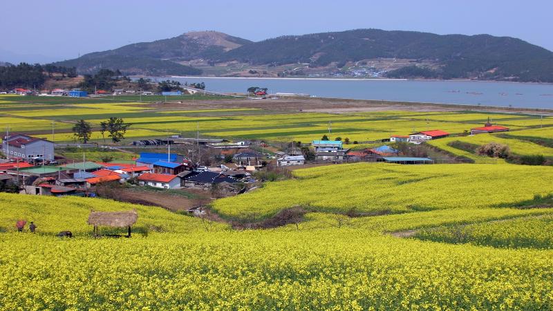 菜の花畑と得粮湾の風景＝全羅南道・光州、長興郡