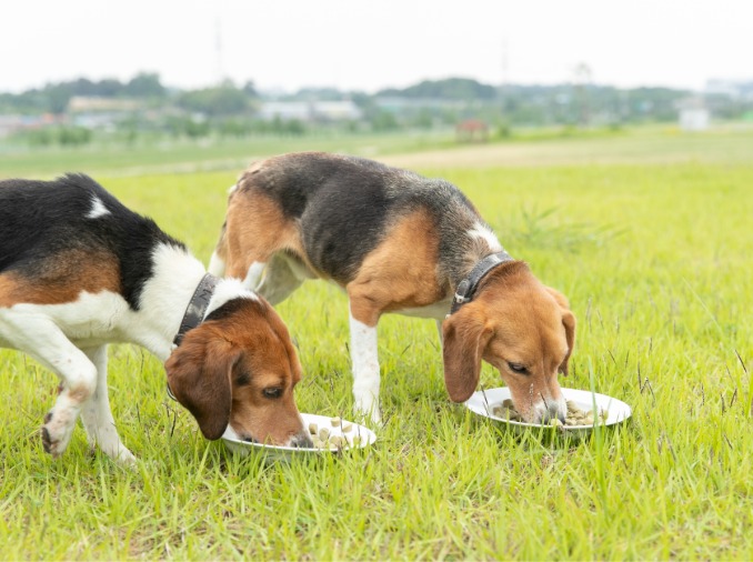 仁川市、「伴侶動物福祉センター」開設 譲渡から教育まで一貫して支援
