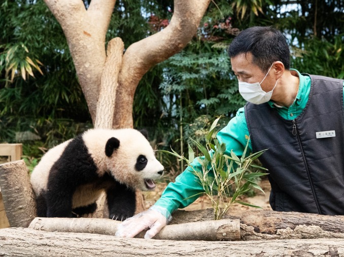 「パンダ外交」、再燃