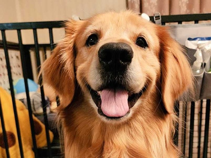 [動物と共に生きる] ① 動物政策の転換点を迎える韓国社会