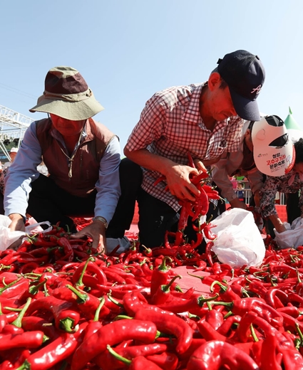 【韓国の食まつり ④】辛さと甘さの調和「青陽唐辛子・クコの実文化祭り」